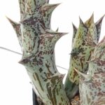 Orbea descaineana 3"