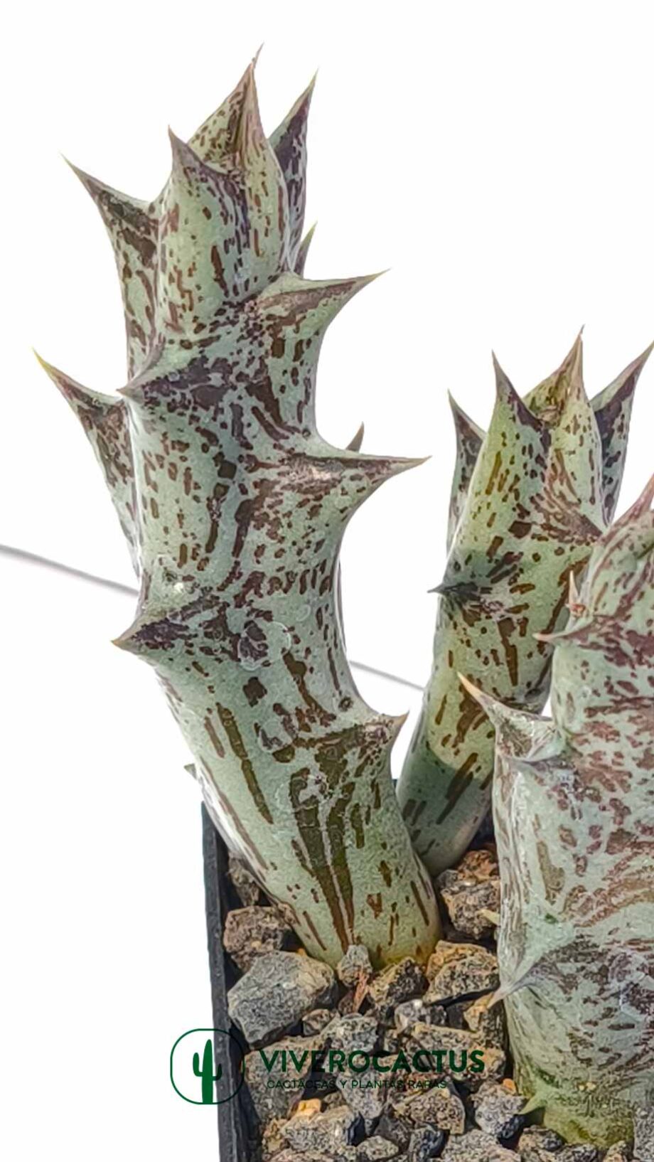 Orbea descaineana 3"