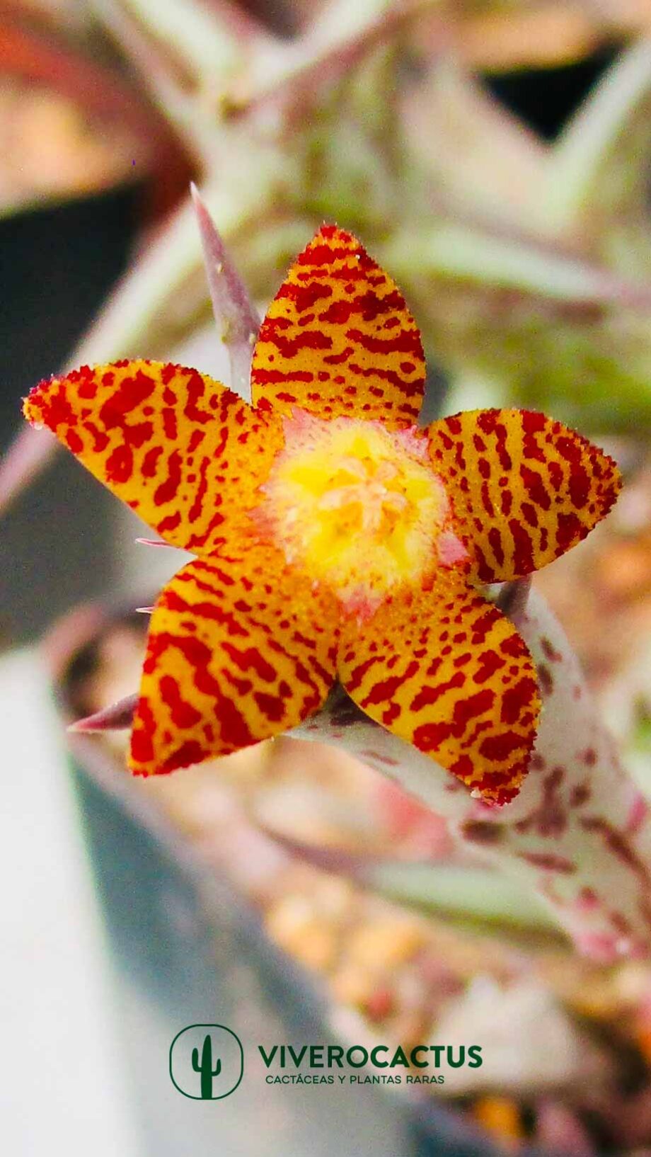 Orbea schweinfurthii 3"