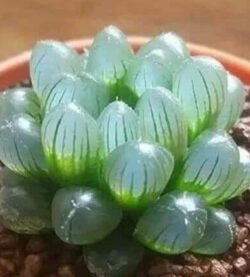 Haworthia cooperi var cooperi 4"