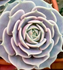 Echeveria lolita  6"