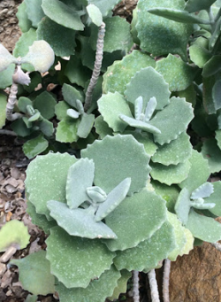 Kalanchoe milllotii 4"