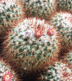 Mammillaria scrippsiana