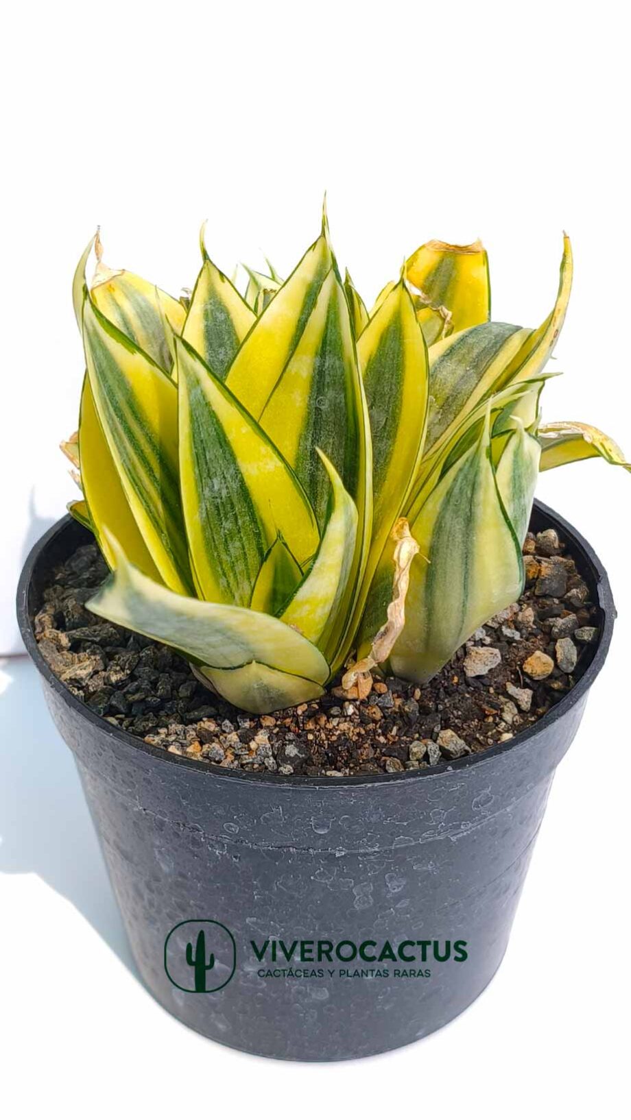 Sansevieria golden hahnii  6"