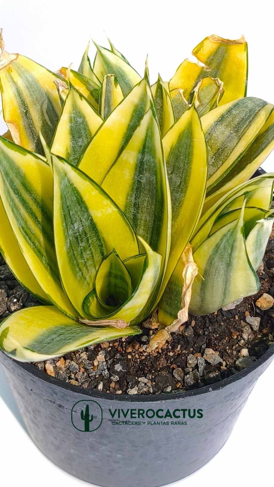 Sansevieria golden hahnii  6"