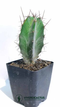 Stenocereus griseus 4"