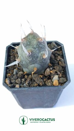 Teprhocactus artuculatus papiracanthus 3"
