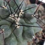 Thelocactus rinconensis 4"
