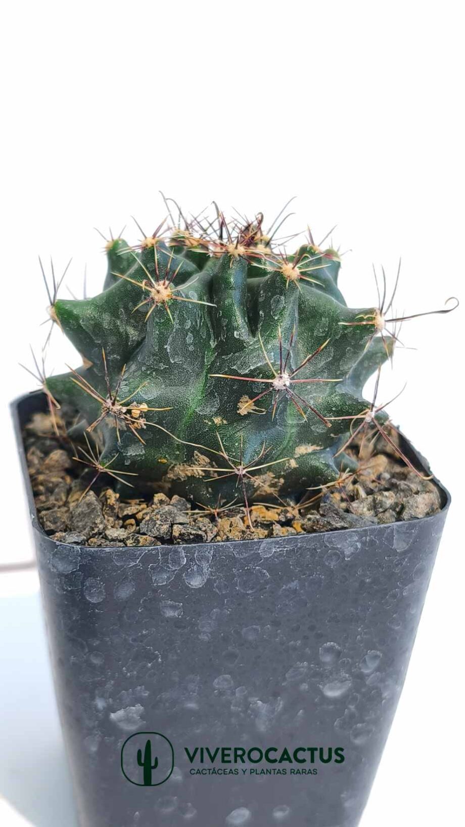 Thelocactus setispinus var orcutii  4"