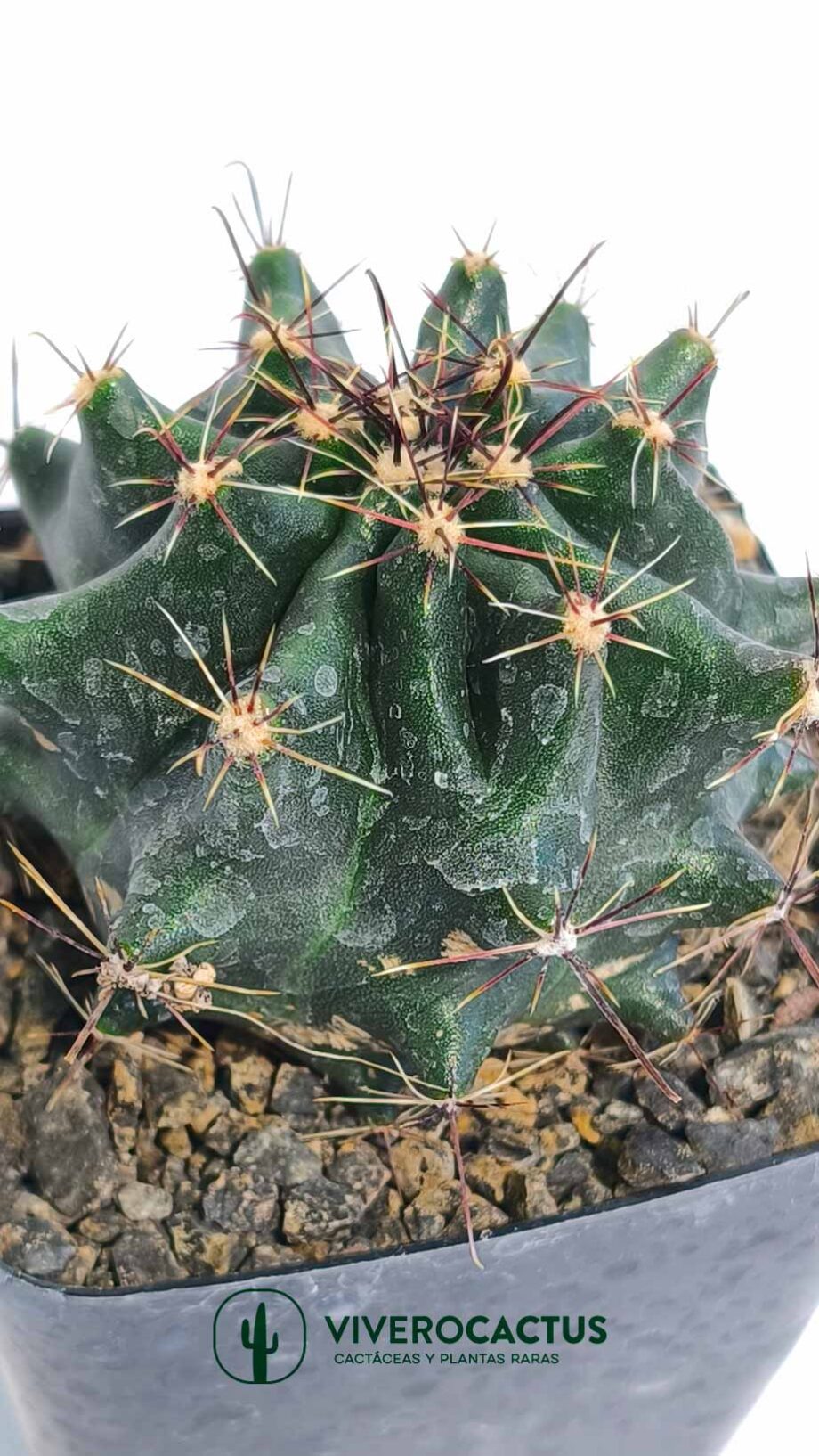 Thelocactus setispinus var orcutii  4"