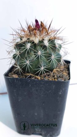 Turbinicarpus horripilus 4"