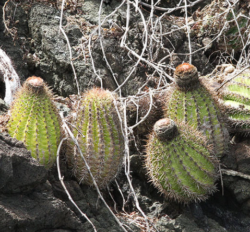 Melocactus broadwayi 3"