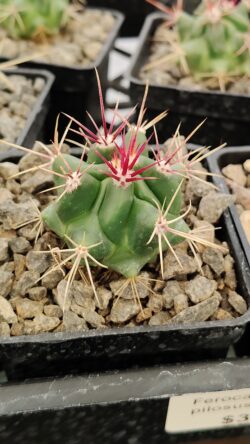 Ferocactus pilosus 3"