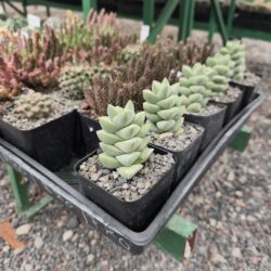 Crassula monglow 4"