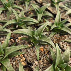 Haworthia cv hayashi 4"