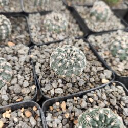 Gymnocalycium bruchii 4"