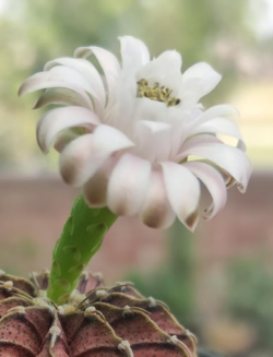 Gymnocalycium friedrichii agua dulce