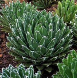 Agave victoria reginae
