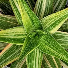 Gasteraloe Green gold 4"
