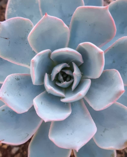 Echeveria subsesilis