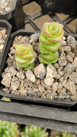 Crassula marneriana 3"