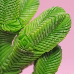 Crassula pyramidalis 3"