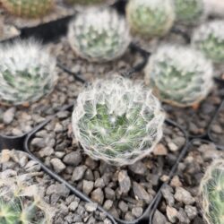 Mammillaria aureilanata 3"