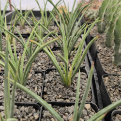 Agave striata  4"