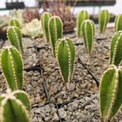 Stenocereus marginatus 4"