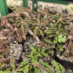 Euphorbia decaryi spirosticha 4"