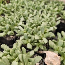 Stomatium mustellinum  4"