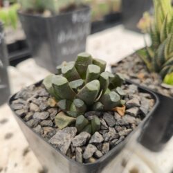 Haworthia truncatha 3"