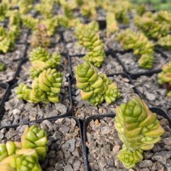 Crassula x marchandii 4"