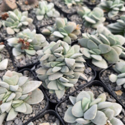 Crassula morgan’s Beauty 4"