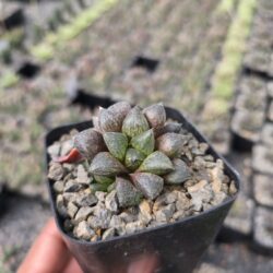 Haworthia Sugar plum  4"