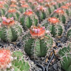 Melocactus matanzanus  6" con cephaleo*