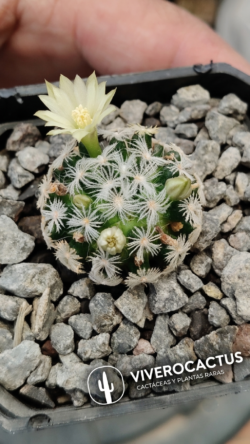 Mammillaria duweii 3"
