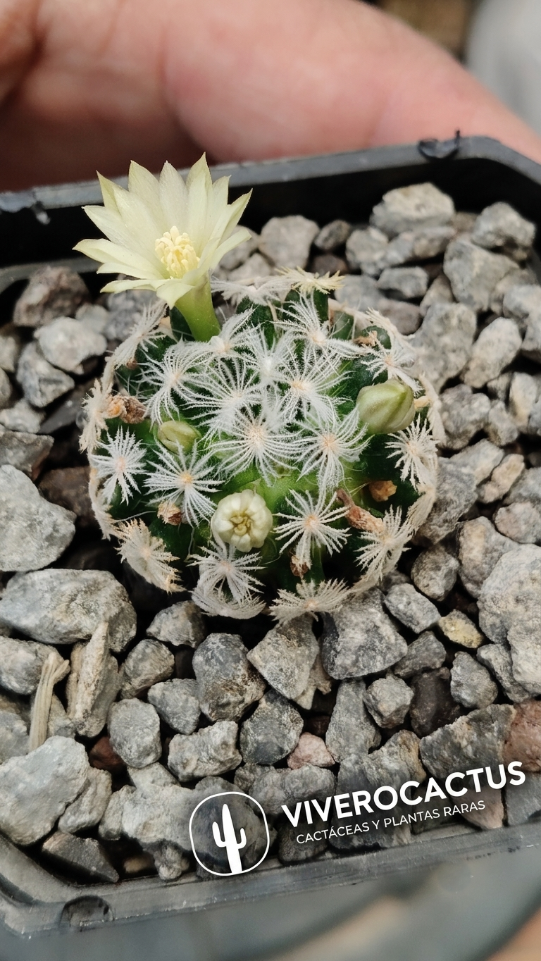 Mammillaria duweii 3"