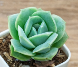 Graptoveria lovely rose 4"