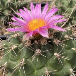 Thelocactus matudae 3"