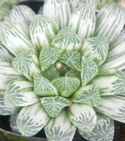 Haworthia cooperii  pilifera variegata 3"
