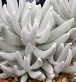 Senecio haworthii 3"