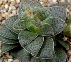 Crassula exilis subs. Picturata 3"