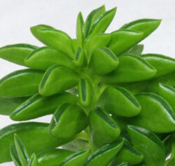 Peperomia dolabliforme 4"