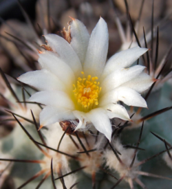 Turbinicarous gielsdorfianus 3"