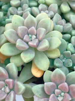 Grappetalum mendozae 4"