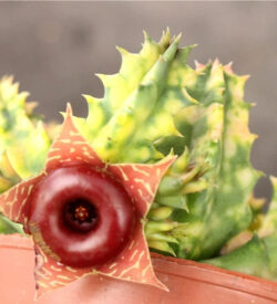 Huernia zebrina variegata 3"
