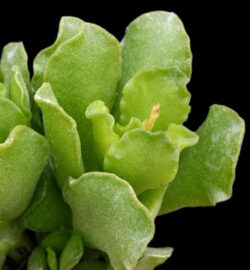 Adromischus cristatus var zeyheri 4"