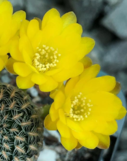 Sulcorebutia langeri 3"