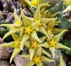 Piaranthus geminatus